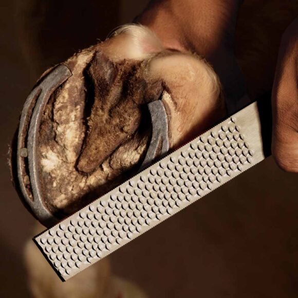 Horse Shoe Rasp Without Tang