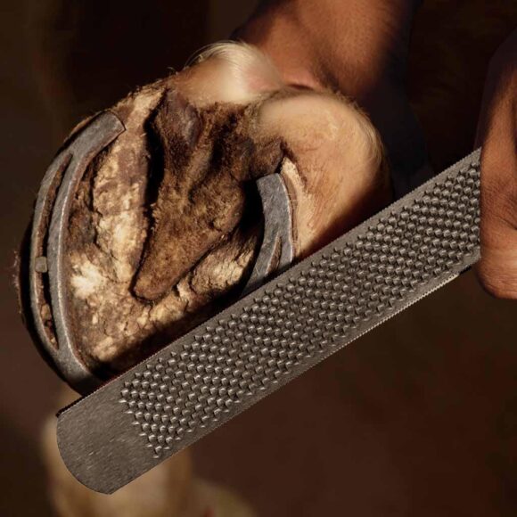 Horse Shoe Rasp With Tang